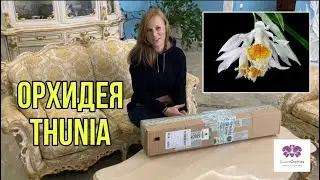 Новая посылка с орхидеей.  Орхидея Thunia