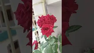 Roses at home