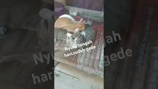Anak 2 ekor kucing yang nyusu 3.