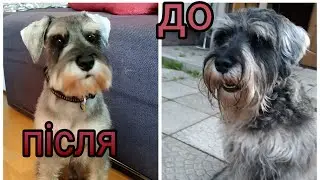 Результати тріммінгу Цвергшнауцера