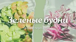 Обзор растений, пересадка 👩‍🌾 спатифиллум, традесканция, фиттония, филодендрон