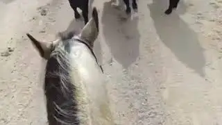 Езда верхом на коне, от первого лица