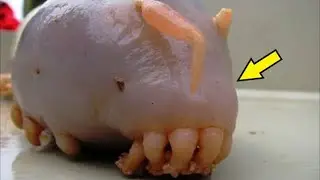 A strange creature came out to people. They fainted when they found out what it was