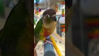 Можно я с тобой?🦜🥹 