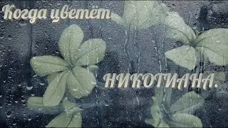 Когда цветёт НИКОТИАНА.