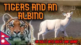 BIG Albino TIGERS!!!! and trophy lodge tour