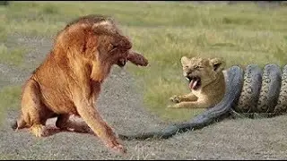 Python is too aggressive, Lion Cub mistakes when challenged   The result of Lion Cub