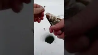 Рыбалка на крайнем севере #плотва#рыбалка