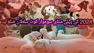 2024 First Animal Market Visit Animal Price Update 😍 || Animal Amazing Tv