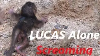Pity LUCAS Baby Monkey lost Mom Cries Seizure | TARA Kidnapped and Leave Baby| Newborn Babies Monkey