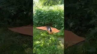 Когда обычная планка надоела 🏀 