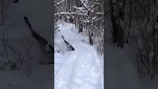 Take a walk with me over the river and through the woods. 🤩🏔️