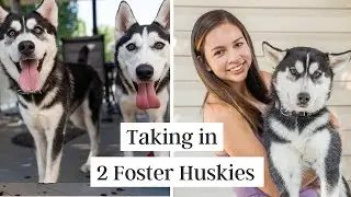 Rescuing 2 Huskies from a Shelter (Day 1)