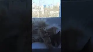 #нямочкавкуснямочка #видеоприкол #видеоскошками #киса #кошенята #рыжаявредина #рыжаякошка #сонечка