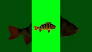 Fish swimming green screen animation video