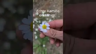 Echte Kamille erkennen #heilpflanzen