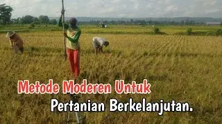 Rahasia sukses budi daya jagung tanpa olah tanah.