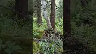 Ларкино ущелье-место Силы.