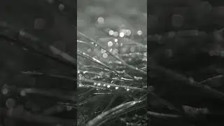 🌧️Nature Sonority🌧️ 