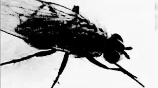(free) biv x kill ebola type beat 