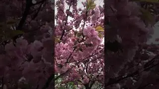 #цветутдеревья#весна#