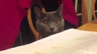Luna my cat distracting me from studying