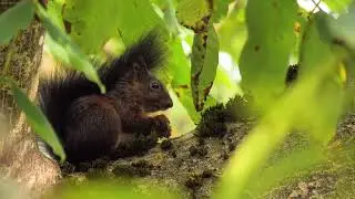 Squirrel videos funny,videos for cats to watch