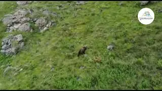 Многодетная мама-медведица на Байкале