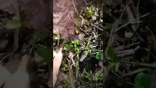 Строчки сморчки, первые грибы