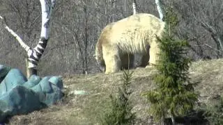 Polar bear?