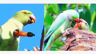 Nature's Delight: Parakeet's Flower Feast and Nurturing Parenthood ||Rose ringed parakeet