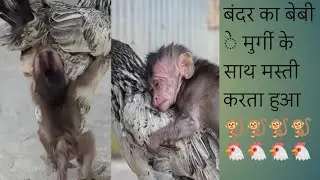 छोटा बंदर मुर्गी के साथ मस्ती करता हुआ  #animals #forest #motivation ❤️❤️🐒🐒🐒🐔🐔🐔