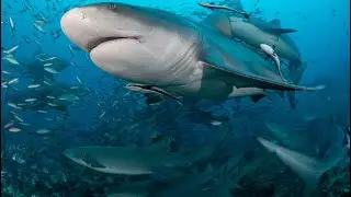 Fiji Bull Shark Dive
