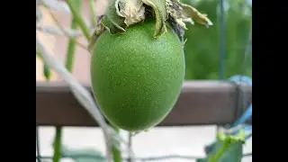 маракуя Северная  ОБИЛЬНОЕ ПЛОДОНОШЕНИЕ и РУЧНОЕ ОПЫЛЕНИЕ. hand pollination of passion fruit