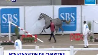 N°6 KINGSTON DU CHAPITRE (UGANO SITTE x OGANO SITTE)