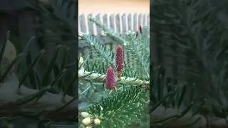 Korean fir, Abies koreana. An excellent choice for a garden plot.