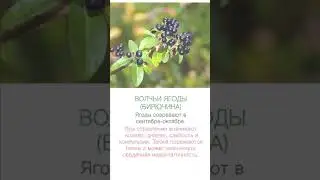 НЕ ЕШЬТЕ ЭТО В ЛЕСУ❗️Помощь травницам🌿