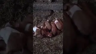 Rooting Ruby's week old RED HOGS! Peacefully SLEEPING! #VintageFarm