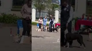 Амстаффы в конкурсе питомников