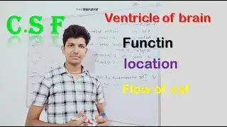 C S F || ventricle of brain || formation of c s f || flow of c s f || choroid plexus