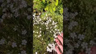 Гипсофила зацвела 350р #цветы #garden