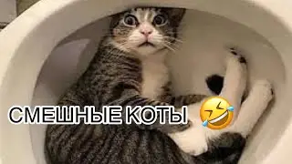 Я РЖАЛА ЦЕЛЫЙ ЧАС КОШКИ /ЛУЧШИЕ ПРИКОЛЫ/СМЕШНЫЕ КОШКИ 2022
