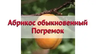 Абрикос обыкновенный Погремок 🌿 Обзор: посадка и уход. саженцы, крупномеры: описание и особенности
