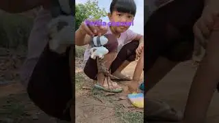 Kepiting Main Pop it 