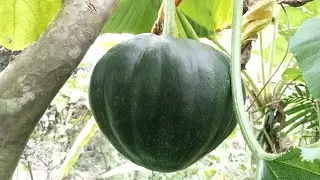 Organic Squash Garden Tour  #provincelifeinthephilippines #provincelife