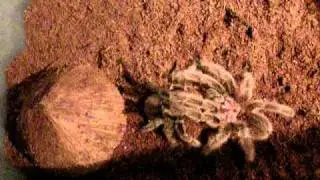 Roseas mating