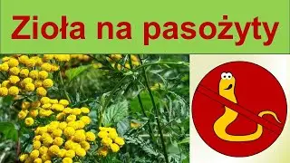 Jak pozbyć się pasożytów? Zioła na pasożyty. Odrobaczanie w fitoterapii.