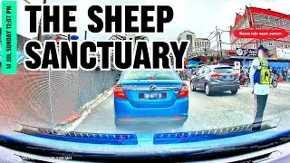 [FAST⏩] AGRO MARKET - THE SHEEP SANCTUARY | CAMERON HIGHLANDS - 14 JULY 2024