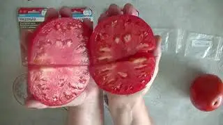 Дегустация 2024   № 8