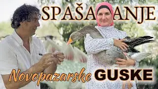 SPAŠAVANJE NOVOPAZARSKE GUSKE / Binin Sahan
